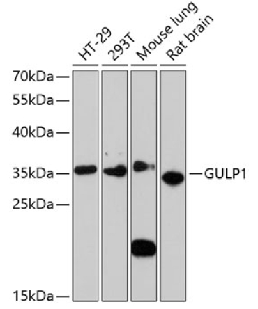 GULP1 Rabbit Polyclonal Antibody