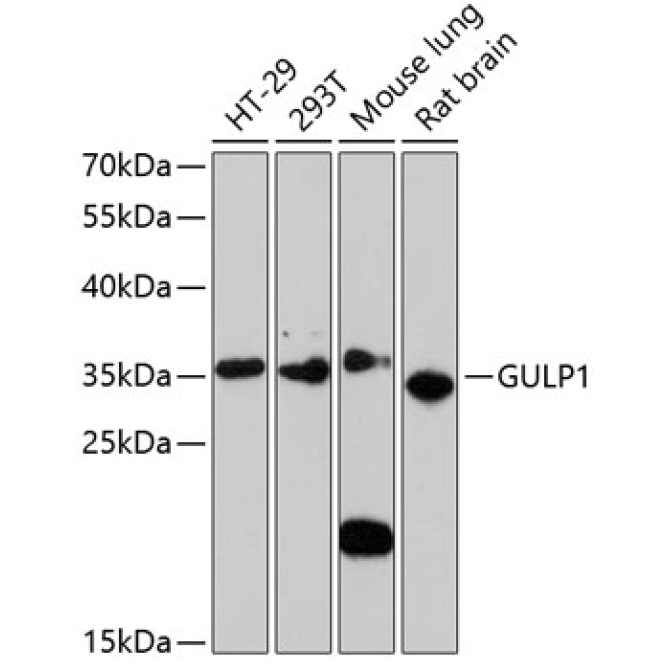 GULP1 Rabbit Polyclonal Antibody