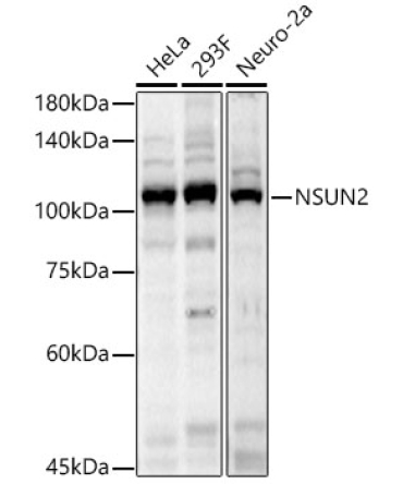 NSUN2 Rabbit Polyclonal Antibody