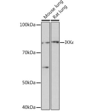 IKK? Rabbit Monoclonal Antibody