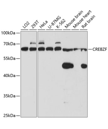 CREBZF Rabbit Polyclonal Antibody
