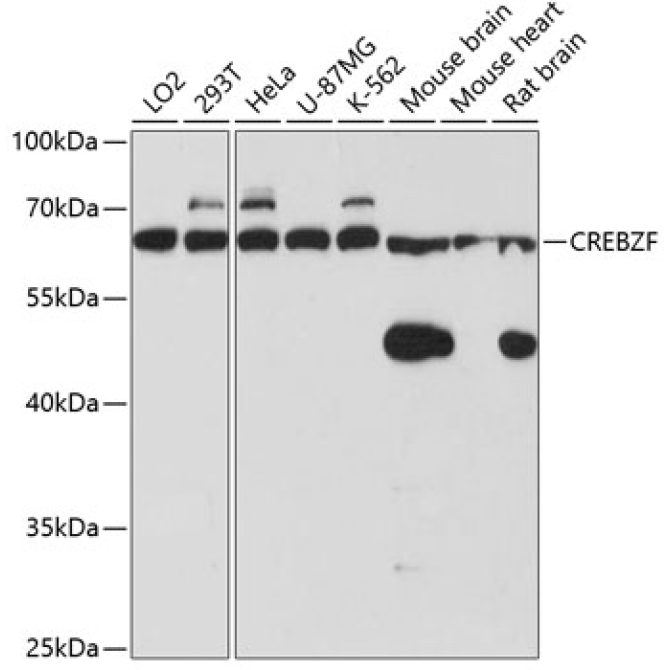 CREBZF Rabbit Polyclonal Antibody