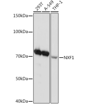 NXF1 Rabbit Monoclonal Antibody