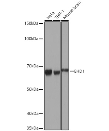 EHD1 Rabbit Monoclonal Antibody