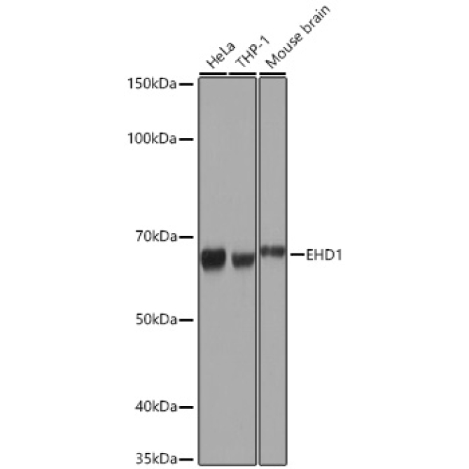EHD1 Rabbit Monoclonal Antibody