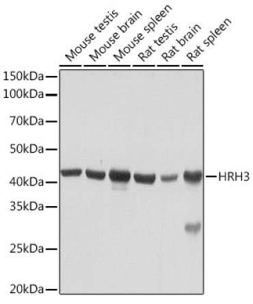 HRH3 Rabbit Monoclonal Antibody