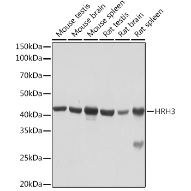 HRH3 Rabbit Monoclonal Antibody