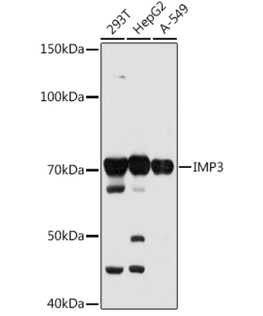 IMP3 Rabbit Monoclonal Antibody