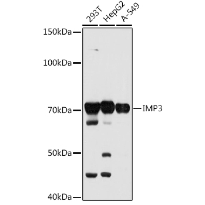 IMP3 Rabbit Monoclonal Antibody