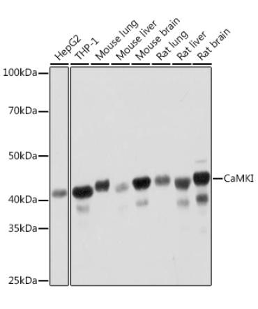 CaMKI Rabbit Monoclonal Antibody