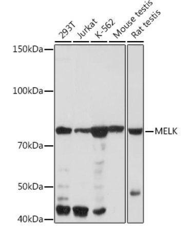 MELK Rabbit Monoclonal Antibody