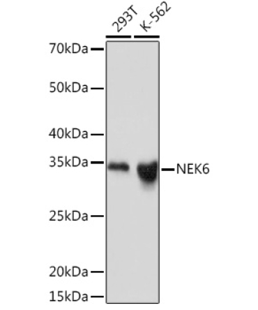 NEK6 Rabbit Monoclonal Antibody