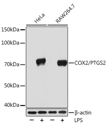 COX2/PTGS2 Rabbit Monoclonal Antibody