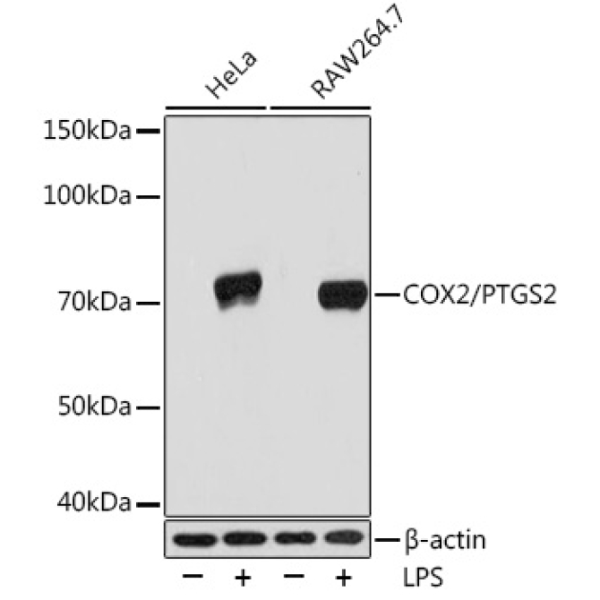 COX2/PTGS2 Rabbit Monoclonal Antibody
