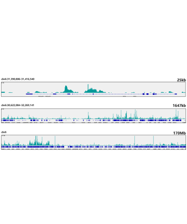 Ikaros Rabbit Monoclonal Antibody