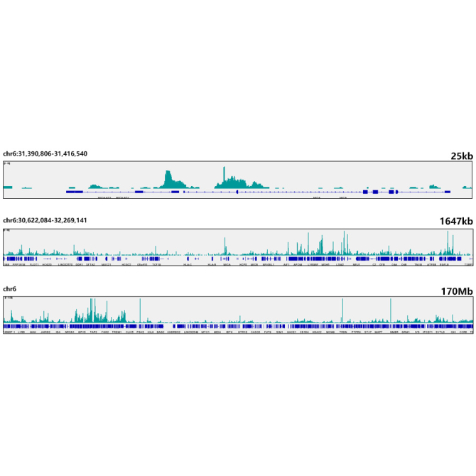 Ikaros Rabbit Monoclonal Antibody