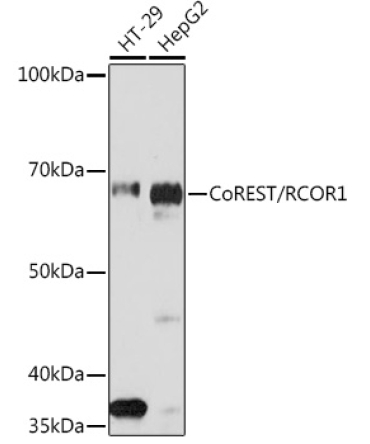 CoREST/RCOR1 Rabbit Monoclonal Antibody