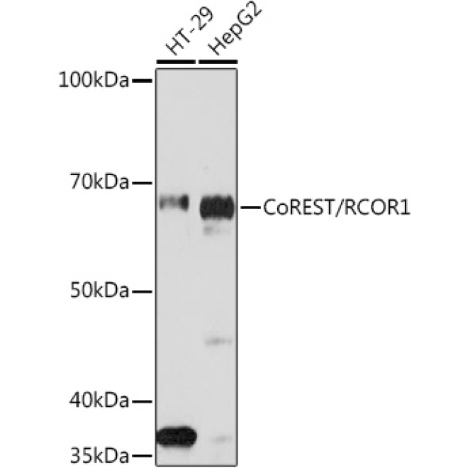 CoREST/RCOR1 Rabbit Monoclonal Antibody