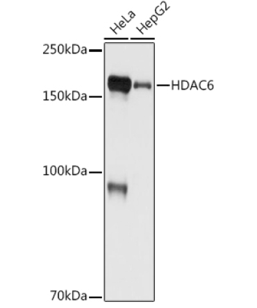 HDAC6 Rabbit Monoclonal Antibody