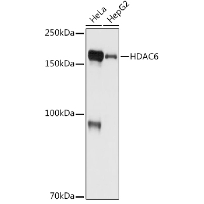 HDAC6 Rabbit Monoclonal Antibody