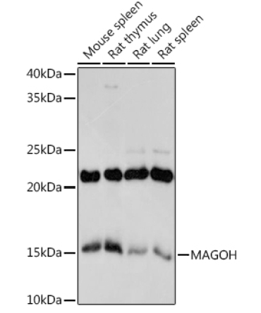 MAGOH Rabbit Monoclonal Antibody