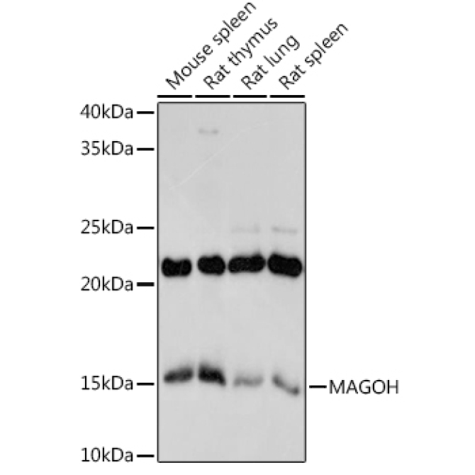 MAGOH Rabbit Monoclonal Antibody
