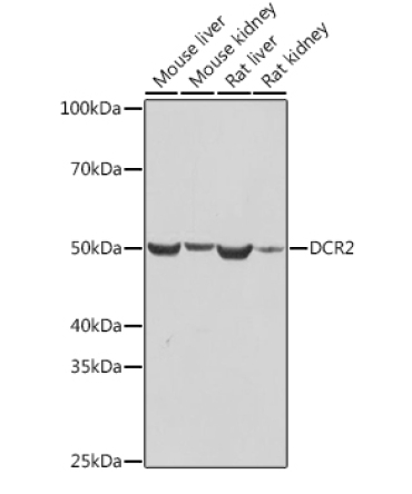 DCR2 Rabbit Monoclonal Antibody