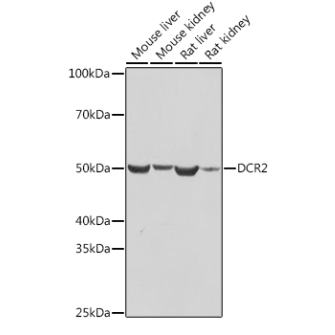 DCR2 Rabbit Monoclonal Antibody