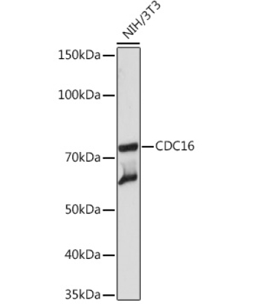 CDC16 Rabbit Monoclonal Antibody