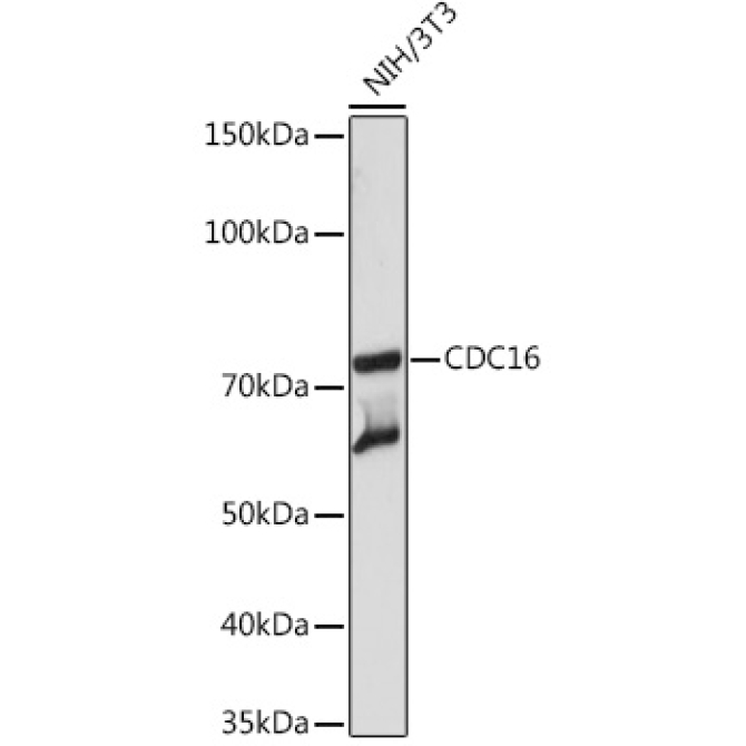 CDC16 Rabbit Monoclonal Antibody