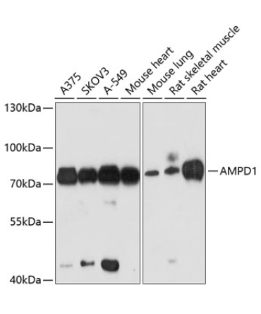 AMPD1 Rabbit Polyclonal Antibody