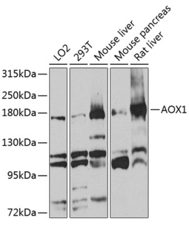 AOX1 Rabbit Polyclonal Antibody