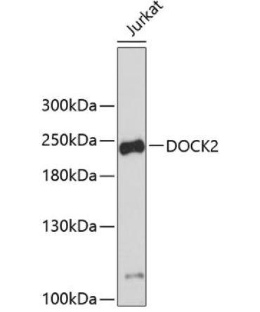 DOCK2 Rabbit Polyclonal Antibody