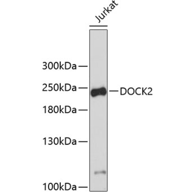 DOCK2 Rabbit Polyclonal Antibody