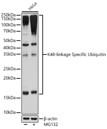 K48-linkage Specific Ubiquitin Rabbit Monoclonal Antibody