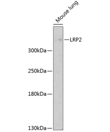 LRP2 Rabbit Polyclonal Antibody