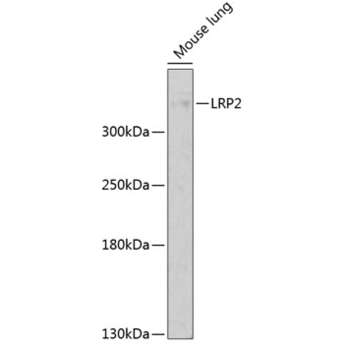 LRP2 Rabbit Polyclonal Antibody