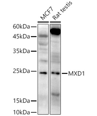 MXD1 Rabbit Polyclonal Antibody