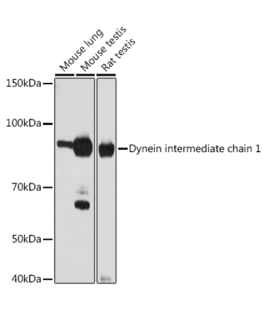 Dynein intermediate chain 1 Rabbit Monoclonal Antibody