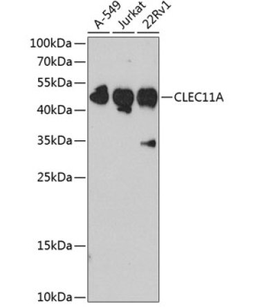 CLEC11A Rabbit Polyclonal Antibody