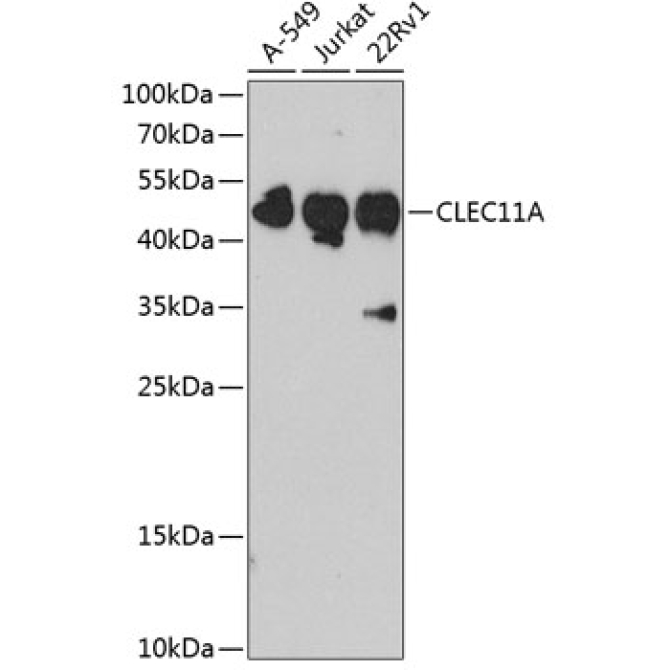 CLEC11A Rabbit Polyclonal Antibody