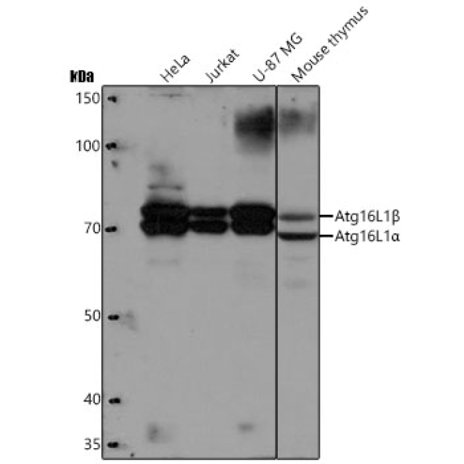 ATG16L1 Rabbit Monoclonal Antibody
