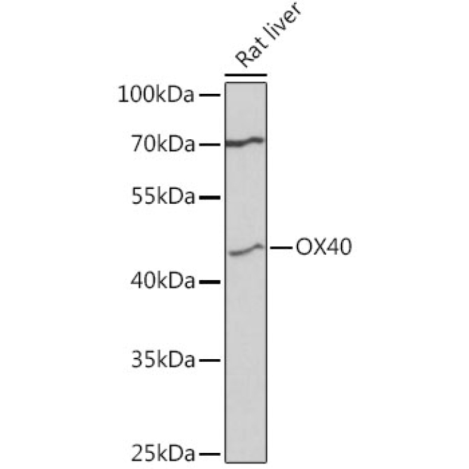 CD134/OX40 Rabbit Polyclonal Antibody