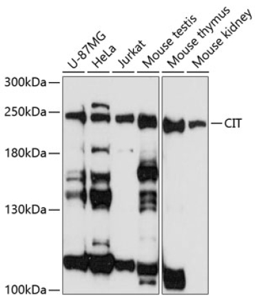 CIT Rabbit Polyclonal Antibody