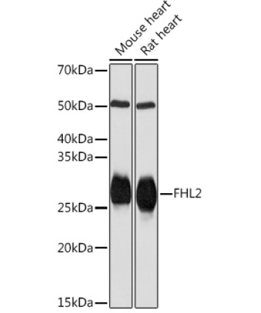 FHL2 Rabbit Monoclonal Antibody
