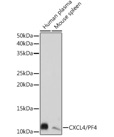 CXCL4/PF4 Rabbit Monoclonal Antibody