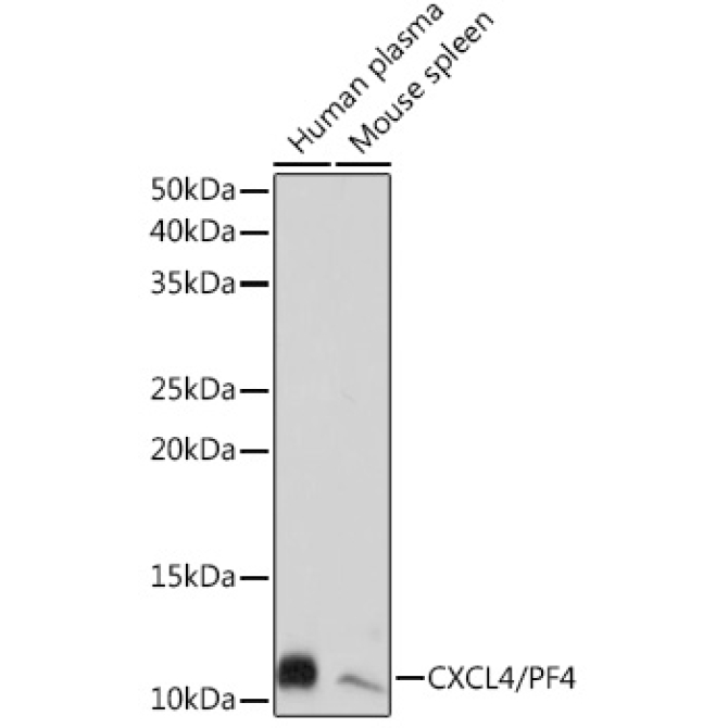 CXCL4/PF4 Rabbit Monoclonal Antibody