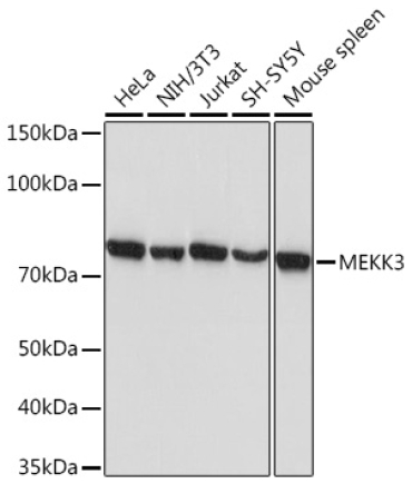 MEKK3 Rabbit Monoclonal Antibody