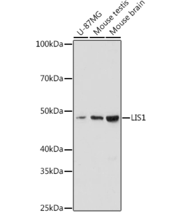 LIS1 Rabbit Monoclonal Antibody