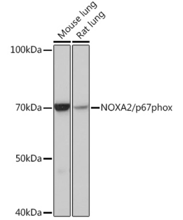 NOXA2/p67phox Rabbit Monoclonal Antibody